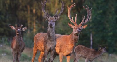 Study to explore threat of fatal disease in deer